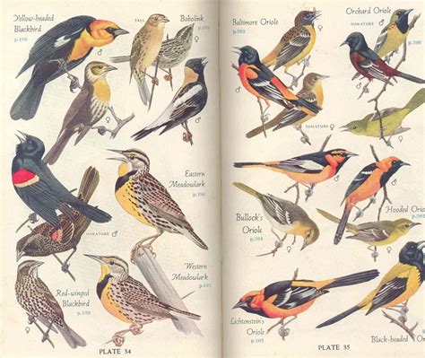 Audubon Birds Of North America