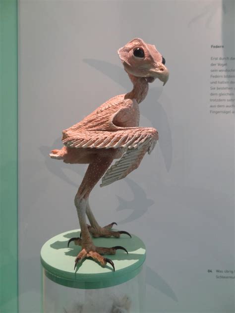 Featherless Owl