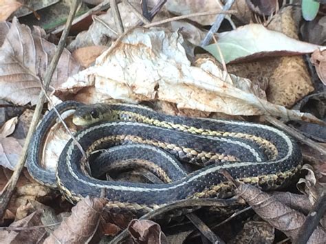 Garter or Ribbon snake? Found in eastern Massachusetts : r/Sneks