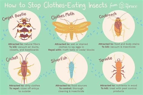 How to Control and Identify Bugs that Eat Clothes