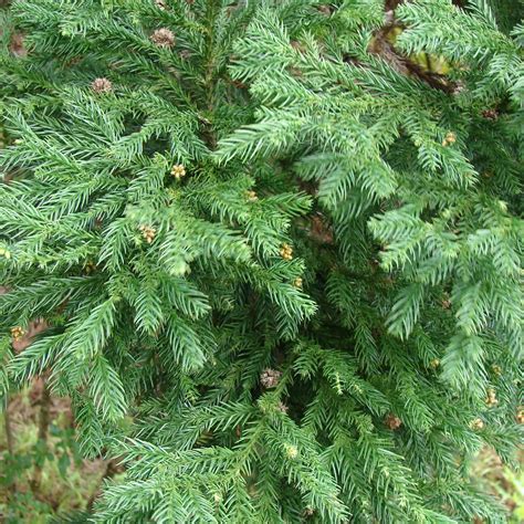 Premium Cryptomeria 'Sugi' - Japanese Cedar Trees for Your Garden Oasi ...