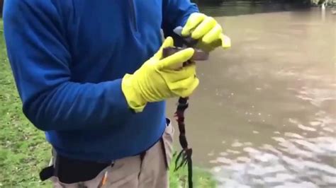 小伙刚从河里捞起来的大鲤鱼，鱼鳞看着都是金黄色的，真是太漂亮了！_腾讯视频
