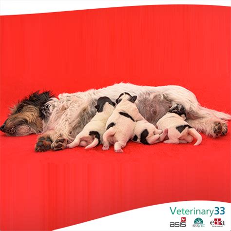 Neonatal sepsis in dogs: Incidence, clinical aspects and mortality ...