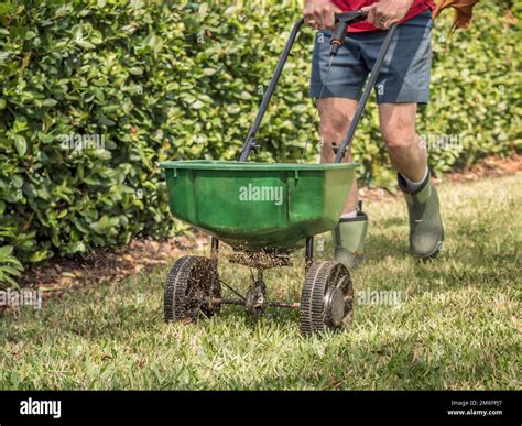 Man fertilizing and seeding residential lawn with manual grass seed ...