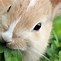 Image result for Famous Rabbits