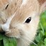 Image result for European Wild Rabbit