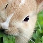 Image result for Wild Rabbits Habitat