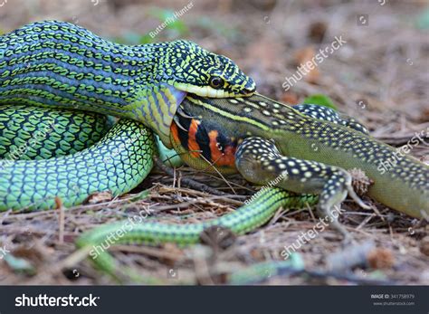 Snake Eating Lizard