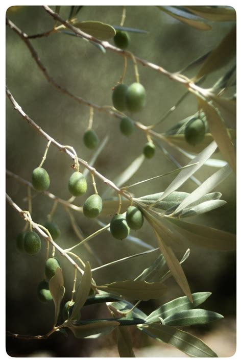 Olive Python Habitat 的图像结果