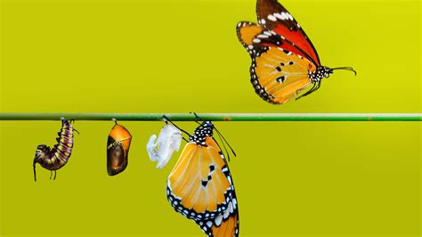 What Is SAP Signavio 的图像结果