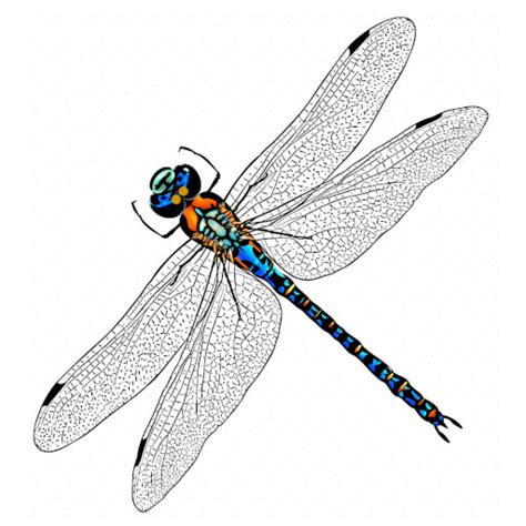 Dragonfly Wallpaper Art Pro - App on Amazon Appstore