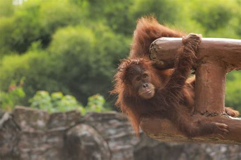 Animals In Bali: Your Guide To All The Animals And Their Natural Environments On The Island