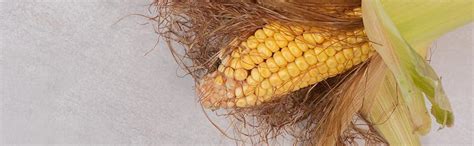 AESHWARG-Anywhere Anytime Natural Dry Corn Silk | Cornsilk | Corn Hair ...