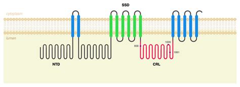 Investigating p.Ala1035Val in NPC1: New Cellular Models for Niemann ...