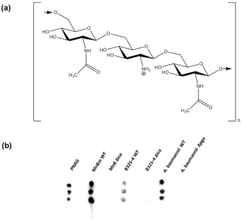 Glycomics Microarrays Reveal Differential In Situ Presentation of the ...