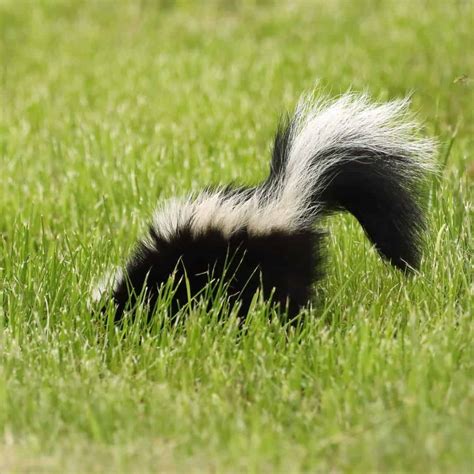 9 Spiritual Meanings When You Dream About A Skunk