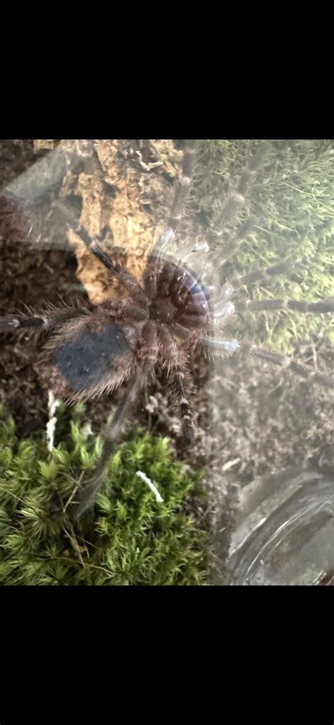 ~2in Chaco golden knee : r/tarantulas