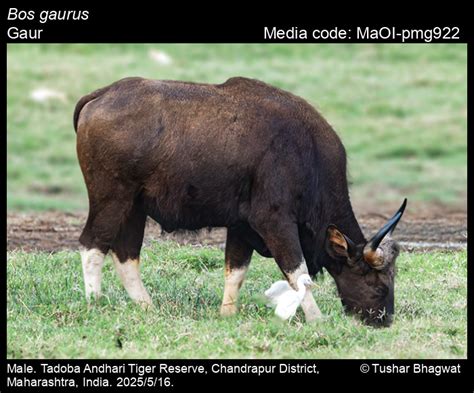 Bos gaurus | Mammals