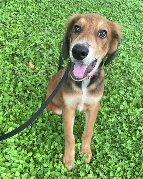 Petco, Laredo Animal Protective Society partner for adoption events