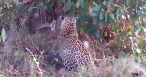 Python Eating Leopard 的图像结果