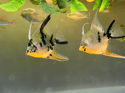 How Do You Sex Angelfish