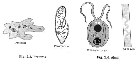 Image result for Class 8 Science Chapter 2