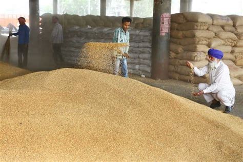 farmers might get full msp for up to 20 percent shriveled wheat grain ...