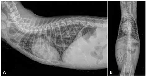 Cat Respiratory Nematodes: Current Knowledge, Novel Data and Warranted ...