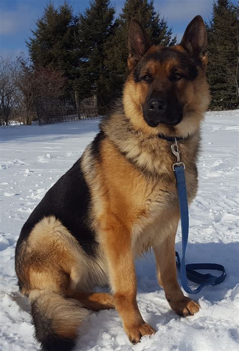 Quality Breeders of Large German Shepherds