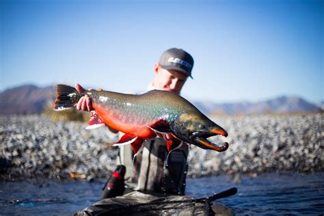 Dolly Varden – Western Native Trout Initiative