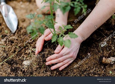 Woman Planting Young Tomato Plant Garden Stock fotografie 2261981245 ...