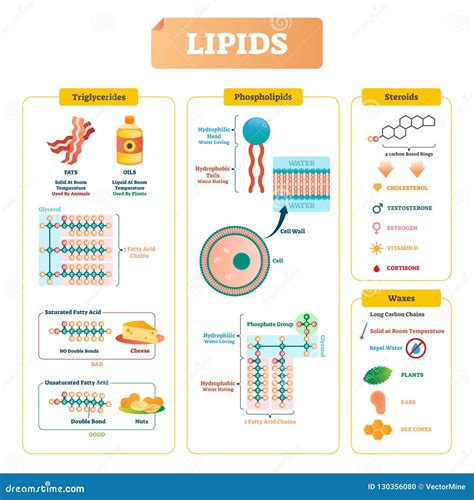 Function Of Lipids