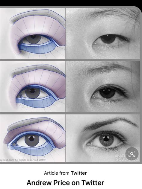 Pin by Лиана Кудинова on рисунок | Anatomy art, Human anatomy art, Human anatomy drawing