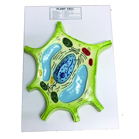 Biology Project Model 的图像结果