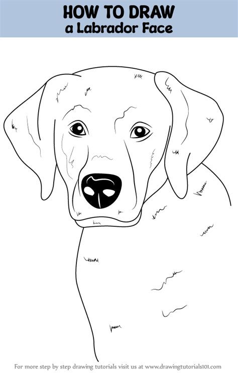Image result for How to Draw a Labrador Step by Step