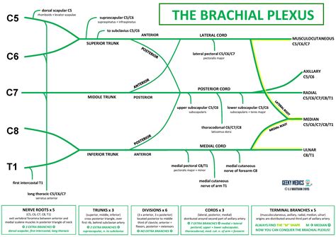 Brachial Plexus Drawing