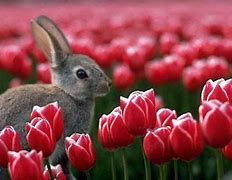 Image result for Pics of Spring and Bunnies