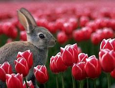 Image result for Spring+Baby+Bunnies