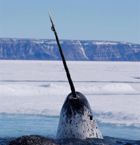 Narwhal Facts and Pictures