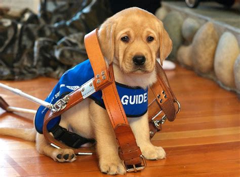 Image result for Guide Dog Trainer