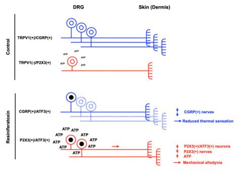 Peripheral Neuropathic Pain: From Experimental Models to Potential ...