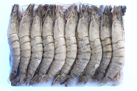 Frozen Tiger Prawns (Penaeus monodon), elevated view stock photo