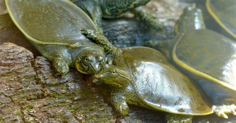 Image result for Spiny Soft Shell Turtle