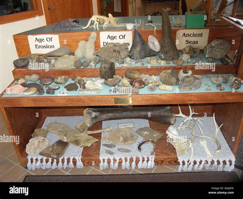 Rocks fossils bones hi-res stock photography and images - Alamy