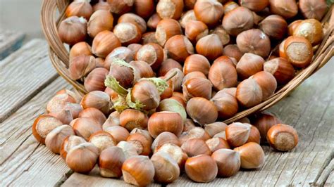 Image result for Hazelnut Tree Top View