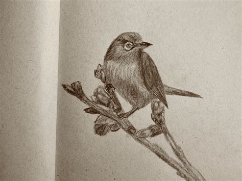 Pencil Drawing for Beginners