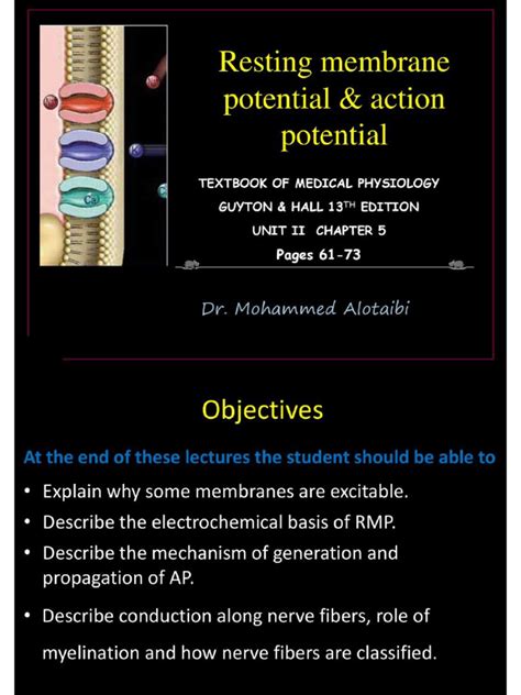 Image result for Resting Membrane Potential Flow Chart