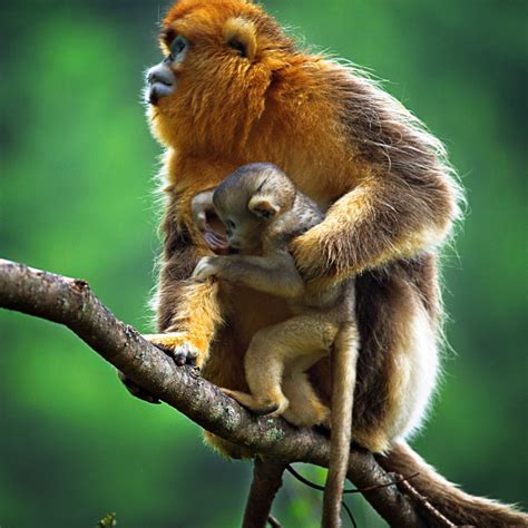 China Animals 的图像结果