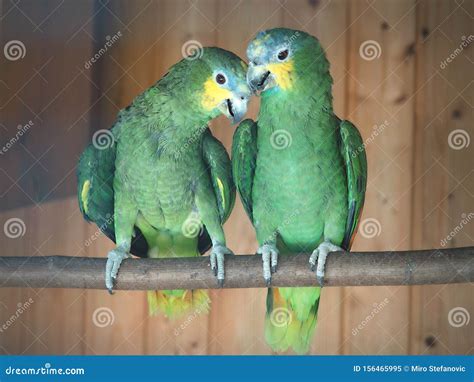 Parrots are Classified in the Animal Kingdom, Chordate Tribe, Bird Class, Aviation Subclass and ...