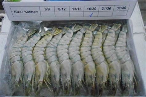 Image result for Shrimp Shell
